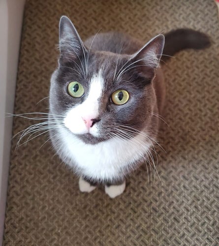 My gray tuxedo cat, looking very serious.