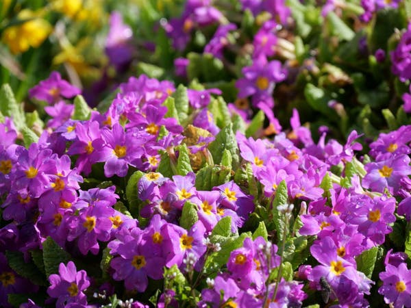 A bed of vibrant purple flowers with green foliage, basking in sunlight.