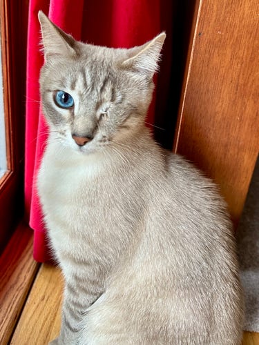Doots, a one-eyed Lynx Point Siamese cat, sitting on a wooden floor in front of a glass door/window with a red curtain behind him. 