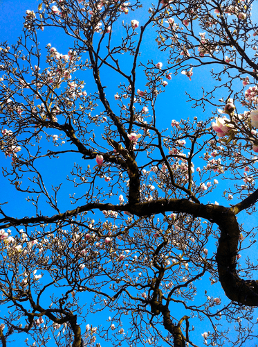Looking up at a magnolia tree just starting to blossom. The background is a blue sky.