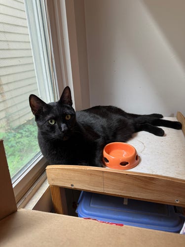A black cat reclining next to a very empty orange food bowl. 