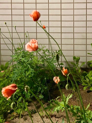 Orange poppies in bloom with several buds against a backdrop of a tiled wall.