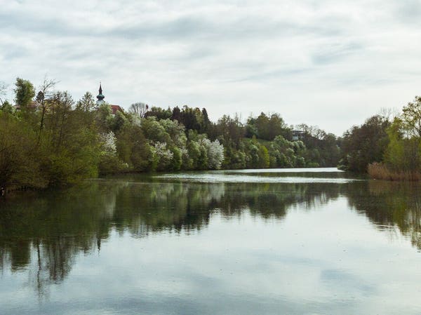 Blühende Bäume am Ufer des Flusses Ager und dahinter der Turm der Kirche St. Gallus, Schörfling