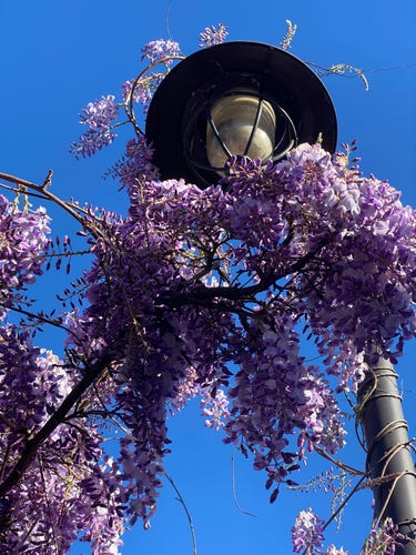 Purple flowers growing on a trellis, obscuring a street light, daytime, blue sky