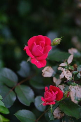 Two red roses 