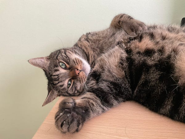 A handsome tabby laying on his back on a desk, one paw on his belly, one reaching toward the camera