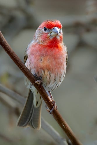 The bright red feathered male house finch perched on a thin branch looking towards the camera. 