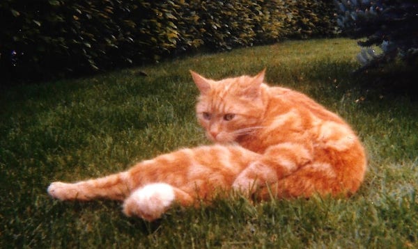 Mauzi grooming himself, lying in the grass