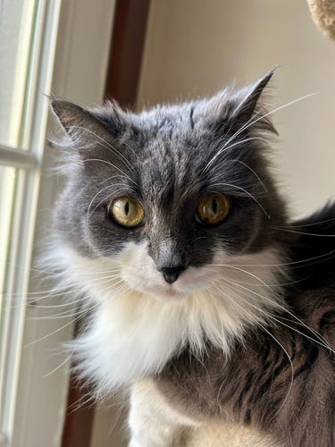 Head and shoulders of a grey and white kitty who is looking at the camera with mild annoyance. One of her ears is back and half of her face is heavily shadowed. She has plentiful eye brow whiskers, face whiskers, and really long cheek whiskers that stick out of the sides of her face. There is even a short nose whisker that grows from the side of her nose a little below her eyes.