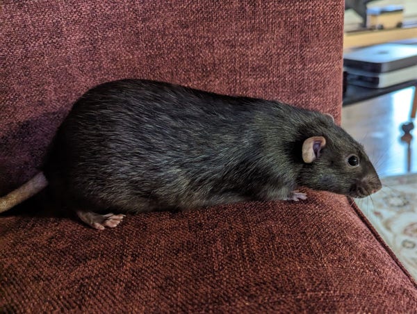 A handsome dark brown companion rat resting on a couch 