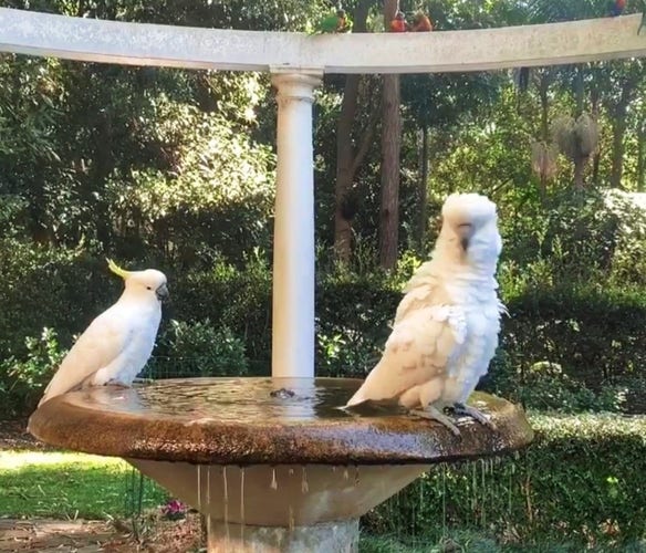 Two sulphur-crested cockatoos enjoying the bird bath in the park