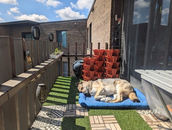 A sun bathed balcony with faux grass and tile checkers on the floor. A German Shepard sleeps on a dog bed in front of three tower style planing pits. Seedlings grow tall and green in the railing under blue skies 