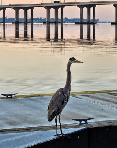 A tall, healthy grey heron stands alert, with head perked as I approach on a small pier / boat dock along a wide river in the early morning hours, with the massive Fuller-Warren Bridge in the background, casting a reflection on the calm waters, illuminated in a gold hue from the morning sunrise.