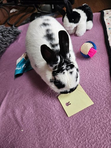 Bunny is seen chomping on a rabbit stamped post-it note