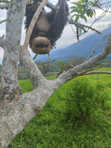 photo d'un paresseux suspendu à une branche tête en bas qui te regarde en souriant