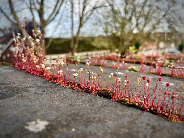 Tiny white flowers with red stems growing up from the moss that’s grown in the gap in the gap between bricks on top of a wall.