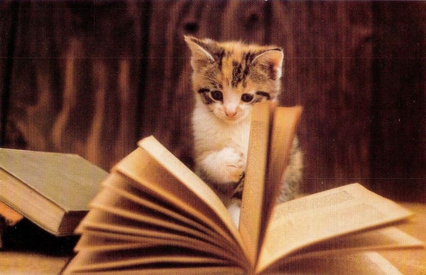postcard shows a cat flipping pages of a book. 