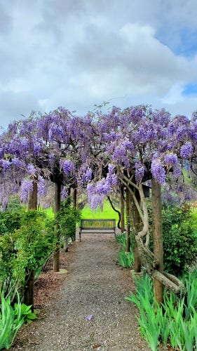 Arbor tunnel dripping with purple wisteria blossoms. Glowing green grass and bench to sit and smell the perfume. Can you hear the bees?