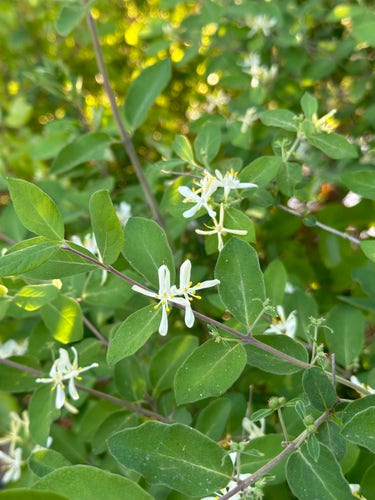 Closeup of honeysuckle flowers