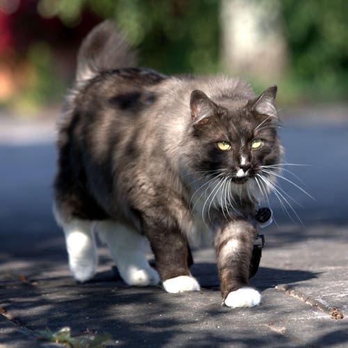 Gray and white long haired cat walking on laid dark bricks. His left paw is slighty lifted from the ground. He seems to be heading straight towards something not seen in the picture. The background has blurry potted plants and flowers. A black leash hooked to a collar on his neck follows him as he walks. There are two identification tags hanging from the collar.