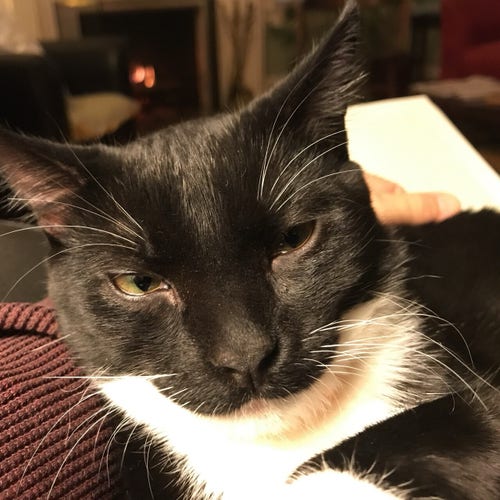Cecil the Pest™, a handsome but dimwitted tuxedo cat, looks askance at you.