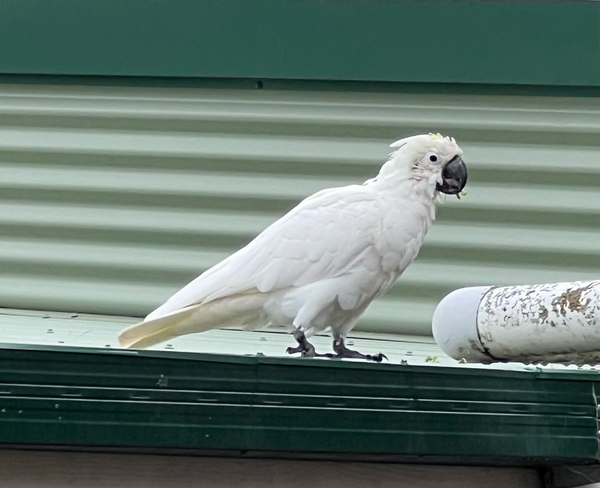 A cockatoo on a green corrugated tin roof. The bird is balding - no crest at all