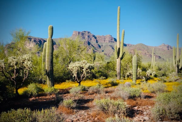 Arizona desert with craggy mountains in the background, tall saguaro cactus in midline and sagebrush and red dirt in foreground, all under a clear blue sky. 