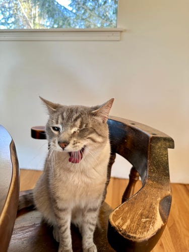 Doots, a one-eyed Lynx Point Siamese cat sitting in a wooden dining chair with a weird scrunchy expression on his face and his mouth half-open, because I caught him just as he was about to yawn.