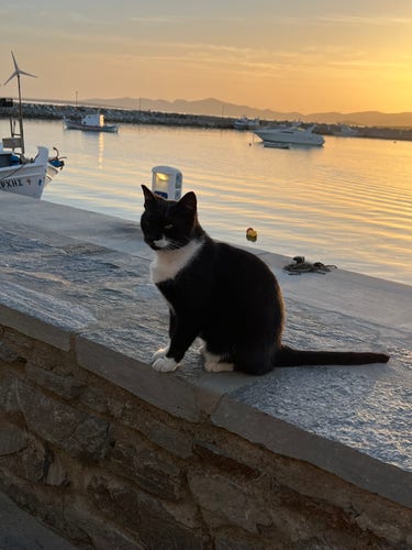 Photo of a feral Sylvester cat sitting on a wall at the Alyki restaurant overlooking the marina. It was peacefully watching the sun setting until my fish arrived .
Golden sunset in the background.
