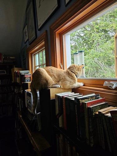 A ginger cat looking out at a window at bird feeders. 