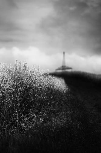 Schwarzweissfoto: Ein Weg entlang eines Rapsfeldes, am Horizont ein Strommast