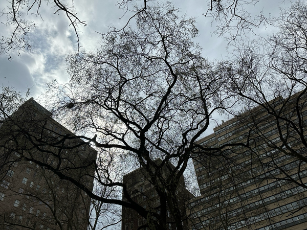 Looking up at a silhouette of trees and buildings around Rittenhouse Square.