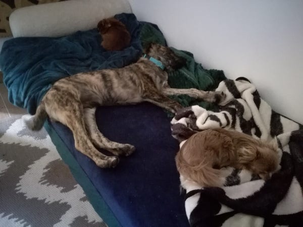 Two Chihuahuas and a big brindle puppy on a bed with some fluffy blankets in blue, Green and Zebra.