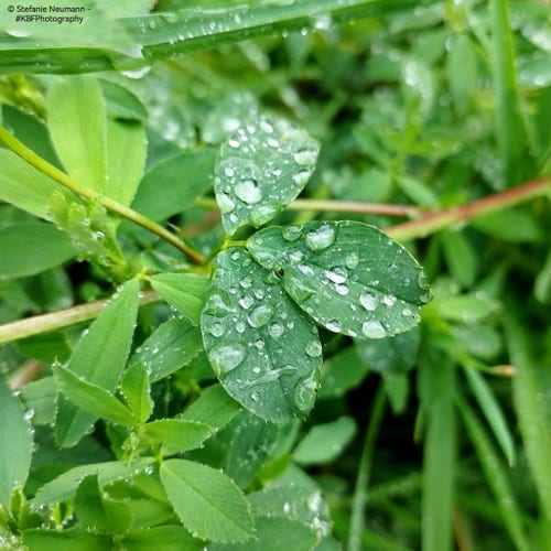 Clover leaves with raindrops on them.