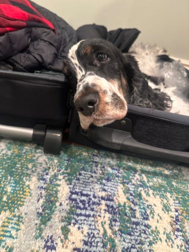 Tri-colored English Cocker Spaniel lying in an open suitcase.  Her looks says "take me with you." 
