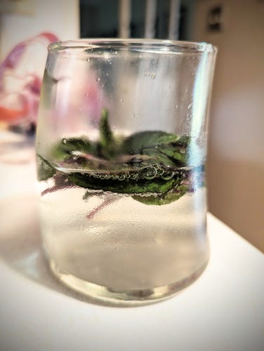 Mint leaves floating in a glass of bubbly clear liquid. 