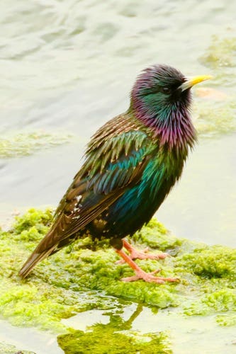 A nominally black bird looks like it was splattered with bright paints in the festive colors usually only seen at Christmas or on psychedelic art.