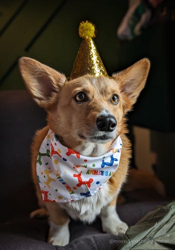 moxxi the corgi is on a grey chair. she's wearing a golden party hat with a pompom and a white bandana that reads happy birthday with multicolored balloon poodles.