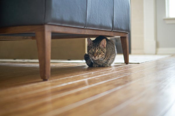 A small grey/brown tabby cat is crouched under a couch on a hardwood floor.