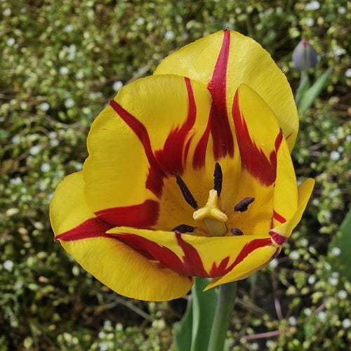close-up of a yellow tulip, striped with red