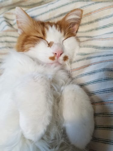 Sleepy white and orange cat with rabbit feet.
