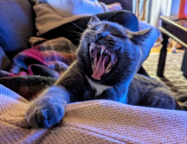 Snurre the Cat yawns until his jaw's limits!
