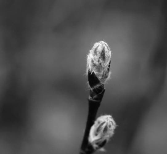 Macro black and white photograph of two hairy leaf buds starting to open at the tip of a stem. The background is completely blurred.