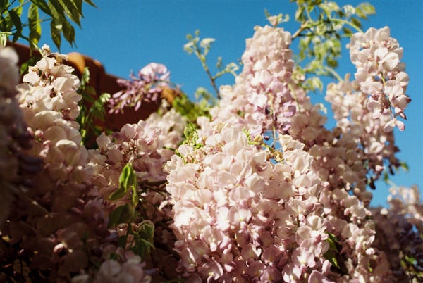 close-up shot of blooming pink wisteria flowers against a deep blue sky backdrop.