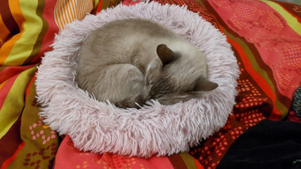 Baltas, mon chat birman, endormi en boule dans son schtreimel.