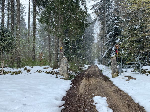 Waldweg, verschneite Tannen, Schneefall: Kantonsgrenze JU-BE