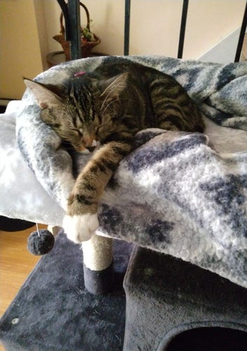 A small tabby cat is sleeping soundly on top of her fuzzy grey and white blankets.  She is on the top of a small grey cat tower by a stairway.  One front paw with a little white mitten is stretched out and hanging over the edge.
