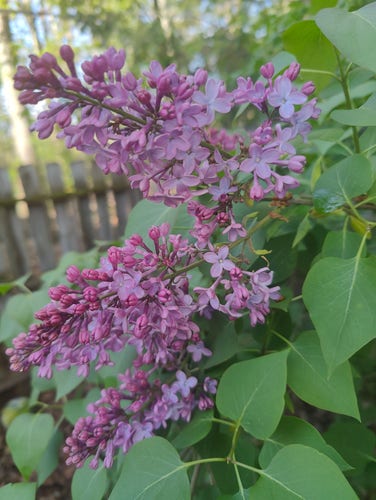 Purple lilacs blooming with a fence in the background.