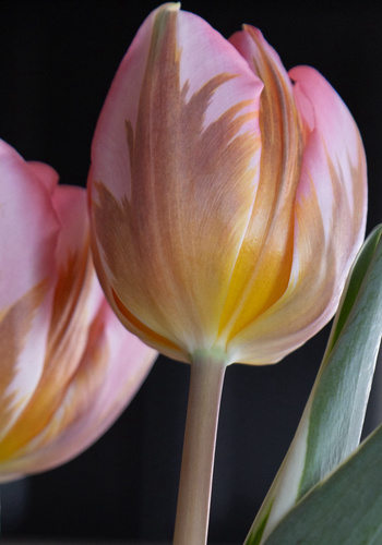 Pink tulip with some orange in lower middle and stem and cool green stem against dark background