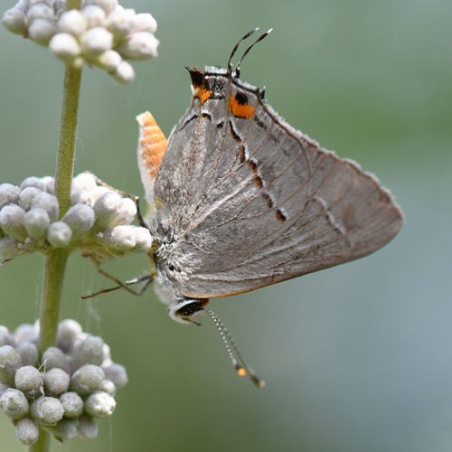 Mostly brown/gray butterfly with a few orange lines and spots, hanging head down on white/pinkish flower buds.